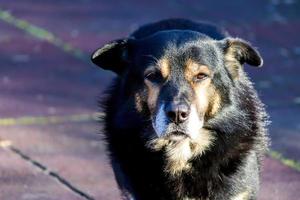 Perro negro abandonado solitario sobre fondo oscuro foto