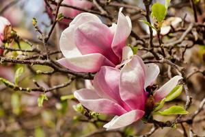 Closeup of pink magnolia flowers on a tree with tree branches in the background