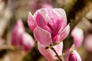 Soft focus of a pink magnolia bud on a tree with blurry background