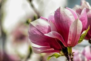 Soft focus of a pink magnolia flower on a tree with blurry background photo