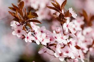 árbol floreciente en primavera. capullos y flores en la rama de un árbol. foto