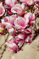 Vertical closeup of pink magnolia buds on a tree with blurry background photo