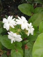 flor blanca en el jardín para plantilla foto