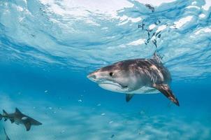 un tiburón tigre nadando en aguas claras y poco profundas con un anzuelo visible y un hilo de pescar en la boca. foto