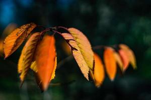 Autumnal yellow leaves photo