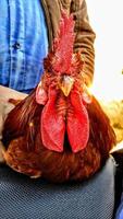 young boy holding a beautiful rooster photo