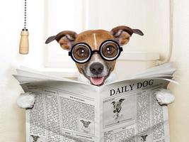 dog toilet with glasses photo