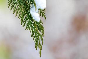 Primer plano de un pino cubierto de nieve foto