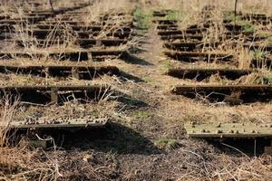 agricultura ecológica, caracoles comestibles sobre tablas de madera granja de clavos. foto