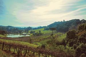 paisaje rural bucólico con viñedos subiendo la colina y bosques en un día nublado cerca de bento goncalves. una acogedora ciudad rural en el sur de Brasil famosa por su producción de vino. filtro vintage. foto
