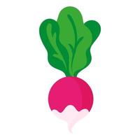 vector de dibujos animados de verduras frescas de rábano.