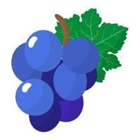 vector de dibujos animados uva azul fresca fruta.