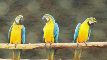 tre pappagalli Ara catturati su un ramo
