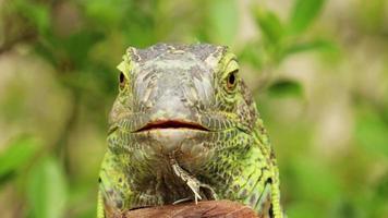 Close up iguana on a branch video