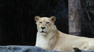 león blanco descansando en la naturaleza y con sus ojos azul oscuro