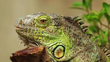 Wild Animals Stock Video Footage for Free Download Wild Animals Stock Video Footage for Free Download