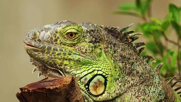 lose up iguana on a branch video