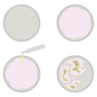 Petri dish set, empty and with a nutrient microbiological medium, also with a colony of bacteria, scientific equipment and research vector