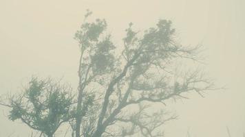 Mountains under mist in the morning peak in Thailand during winter video