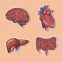 cerebro y otros órganos internos humanos vector