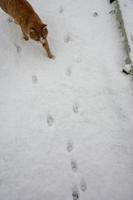 Cat footprints in the snow. A ginger cat is walking in the snow. photo