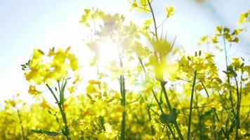 feche flores amarelas entre campo amarelo. bom tempo e céu azul claro, bela luz do sol no campo de canola amarelo deslumbrante do dia. lindo fundo do céu video