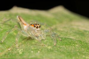 Jumping spider predator nature habitat photo