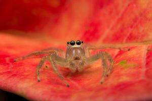 saltando araña depredador naturaleza hábitat foto