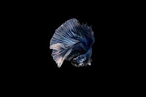 Beautiful colorful of siamese betta fish photo