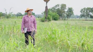 Asian farmer wearing glasses and holding a paper, walking in a big farm and examining a trouble around farm. Agricultural concept. Green field background video