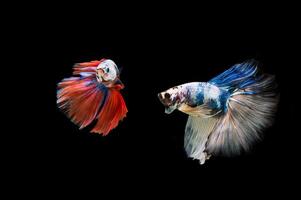 Hermoso colorido de peces betta siameses foto