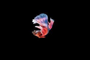 Hermoso colorido de peces betta siameses foto