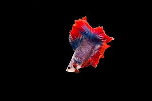 Beautiful colorful of siamese betta fish photo