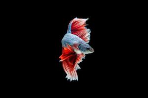 Beautiful colorful of siamese betta fish photo