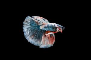 Beautiful colorful of siamese betta fish photo