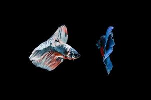 Beautiful colorful of siamese betta fish photo