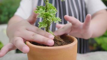 close-up handen versieren van een kleine plant in bloempot voor verkoop thuis. tuinieren concept. werken als boomverkoper, plantenliefhebber video