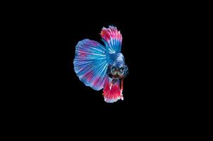 Beautiful colorful of siamese betta fish photo