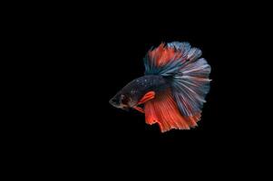 Beautiful colorful of siamese betta fish photo