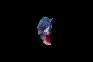 Beautiful colorful of siamese betta fish photo