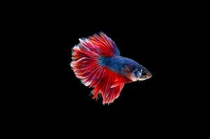 Hermoso colorido de peces betta siameses foto