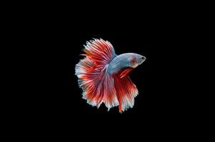 Beautiful colorful of siamese betta fish photo