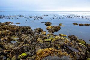 2021 08 13 Tjornes algae await the tide photo