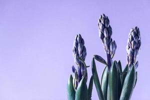 Hyacinth buds on purple background. Trendy color of the year 2022 photo