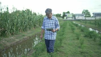 The farmer explores the vegetables in the garden. video