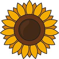 Vector sunflower on white background