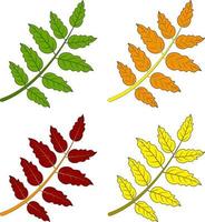 Colourful rowan leaves on white background, vector icons