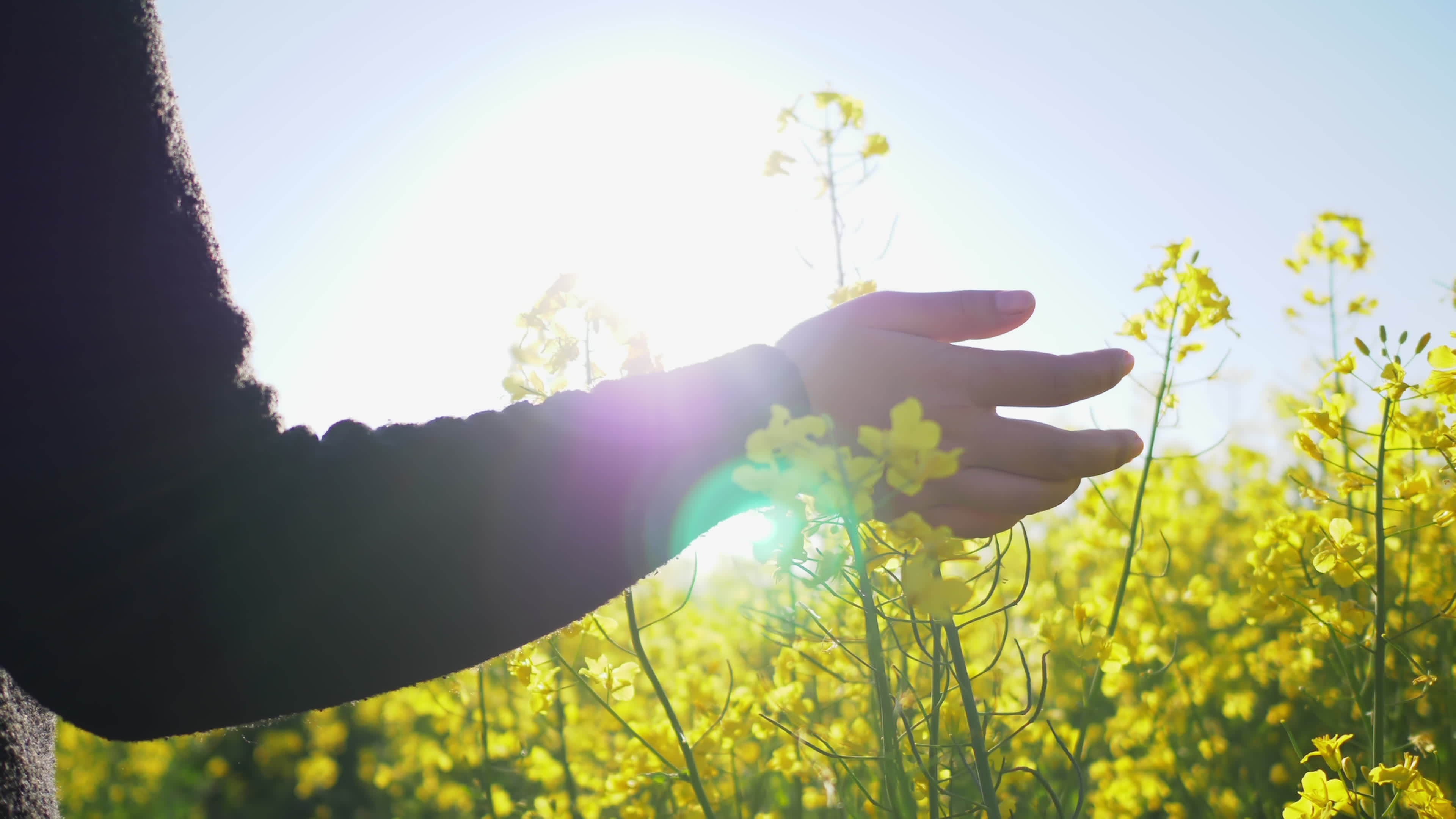 Hand Touching Grass Stock Video Footage for Free Download