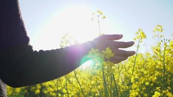 feche a mão de uma mulher vestindo camisa preta andando em campo amarelo e tocando a flor na pista com bela luz do sol. bom tempo e céu azul claro. conceito de férias