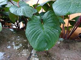 Homalomena leaf photo with raindrops sticking to the leaf surface